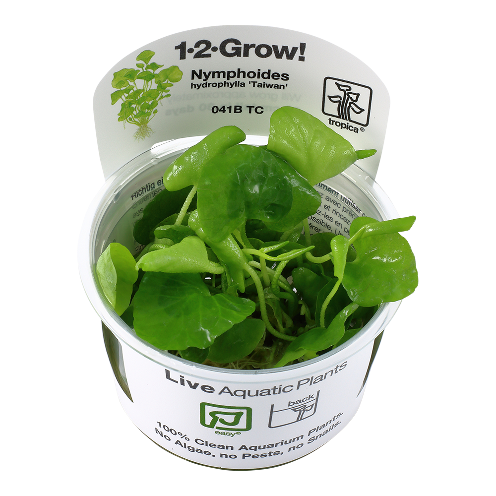 Nymphoides hydrophylla 'Taiwan' 1-2 Grow - Tropica