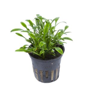 Cryptocoryne parva 5 cm pot - Tropica
