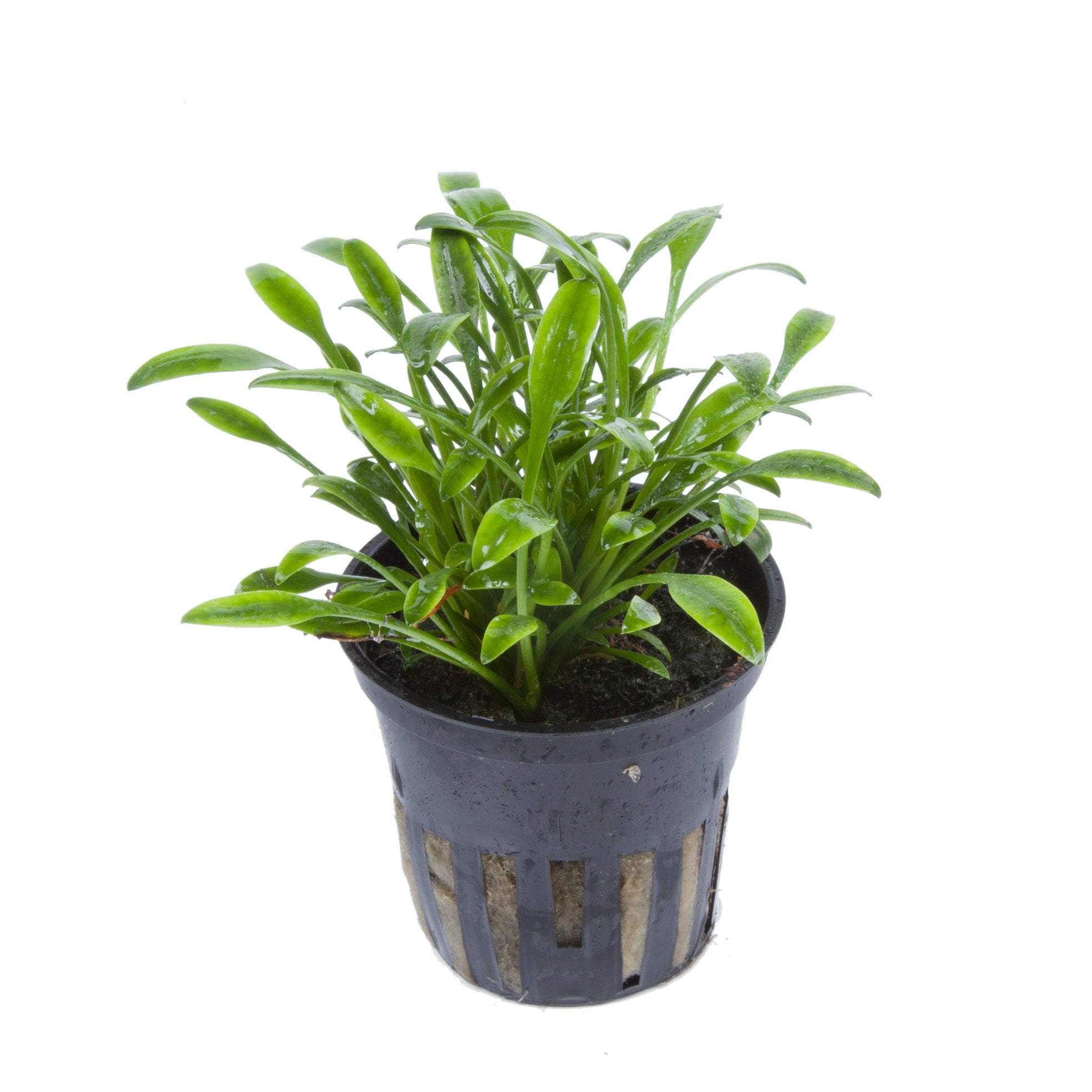 Cryptocoryne parva 5 cm pot - Tropica