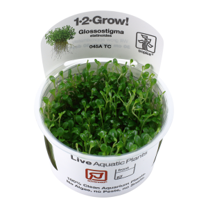 Glossostigma elatinoides 1-2-Grow - Tropica