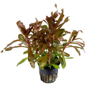 Nesaea crassicaulis 5cm pot - Tropica