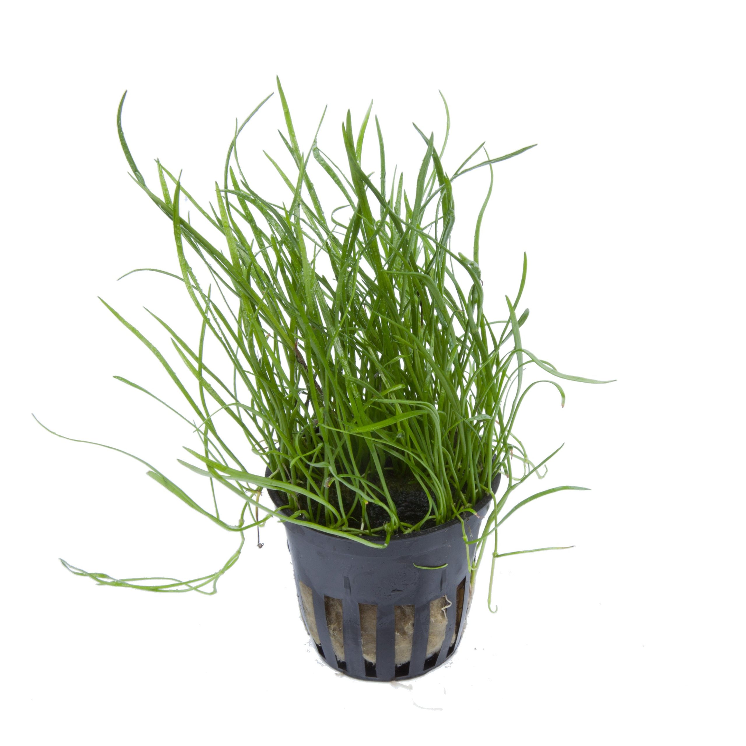 Lilaeopsis mauritiana 5cm pot - Tropica