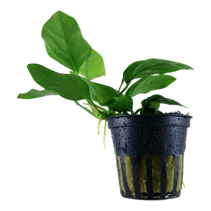 Anubias barteri var. nana 5cm Pot