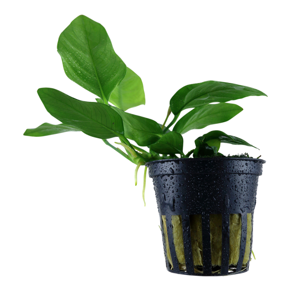 Anubias barteri var. nana 5cm Pot