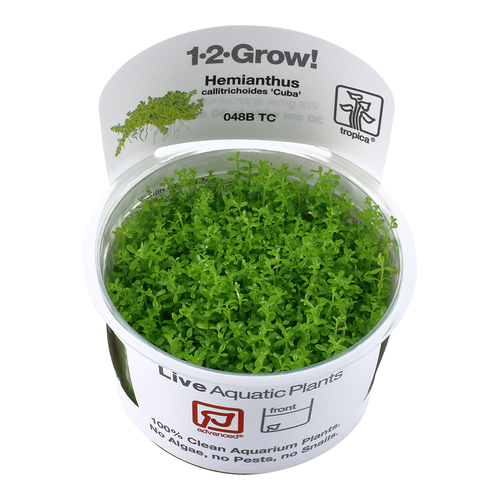 Hemianthus callitrichoides 'Cuba' 1-2-Grow - Tropica
