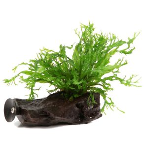 Microsorum pteropus 'Windeløv' grown on Mangrove wood with suction cup - Tropica