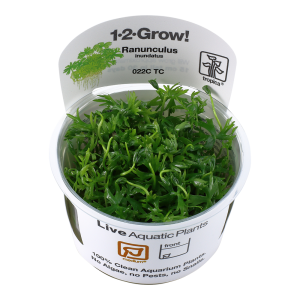Ranunculus inundatus 1-2 Grow - Tropica