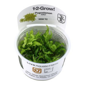 Pogostemon helferi 1-2 Grow - - Tropica