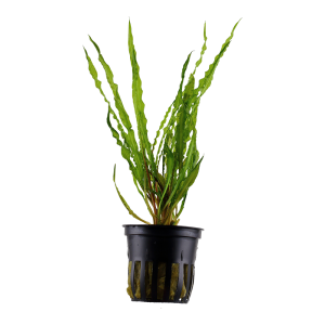Cryptocoryne crispatula 5cm pot - Tropica