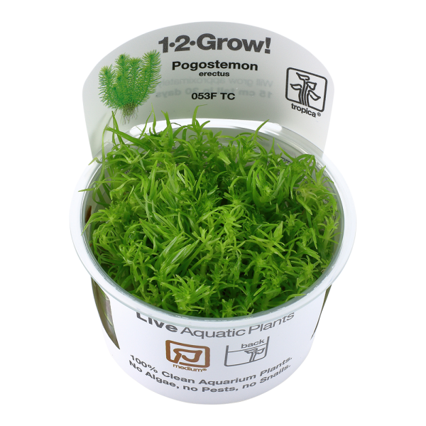 Pogostemon erectus 1-2 Grow - Tropica