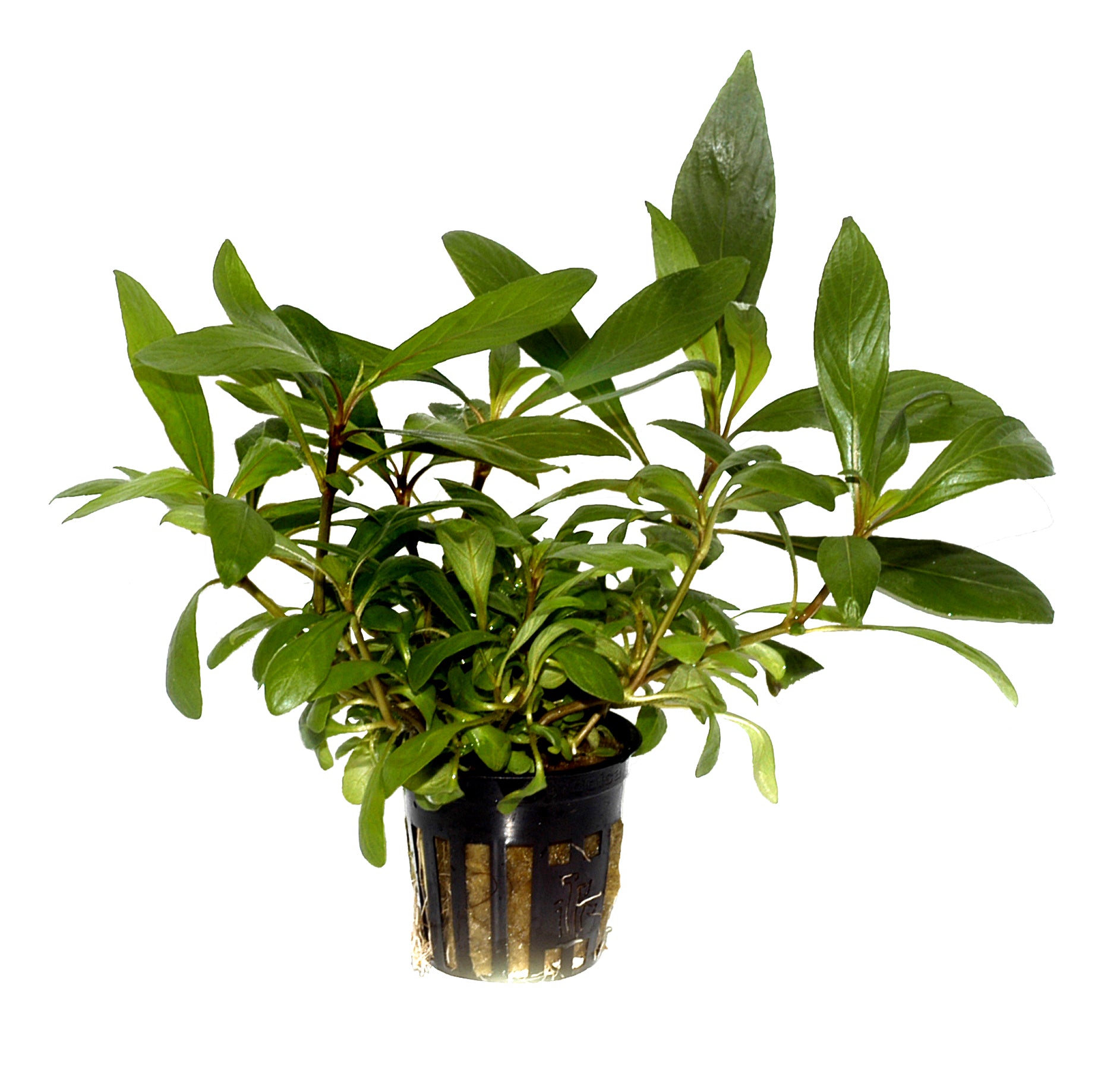 Hygrophila costata' 5 cm pot - Tropica