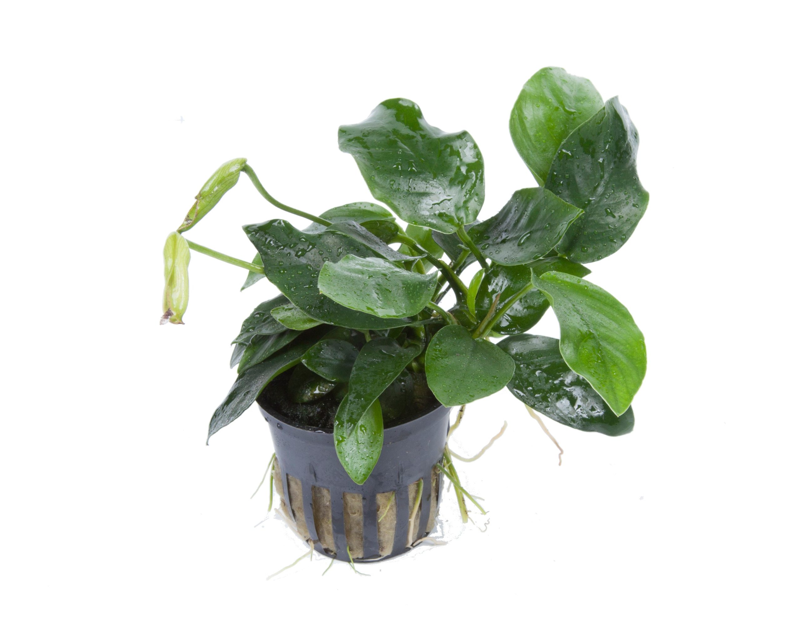 Anubias barteri var. nana 'Large' 5cm Pot - Tropica