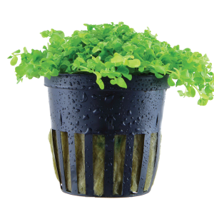 Micranthemum tweediei 'Monte Carlo' 5cm pot