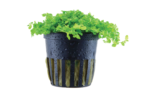 Micranthemum tweediei 'Monte Carlo' 5cm pot