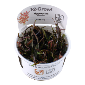 Hygrophila lancea 'Araguaia' 1-2-Grow - Tropica