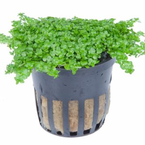Hemianthus callitrichoides 'Cuba' 5 cm pot