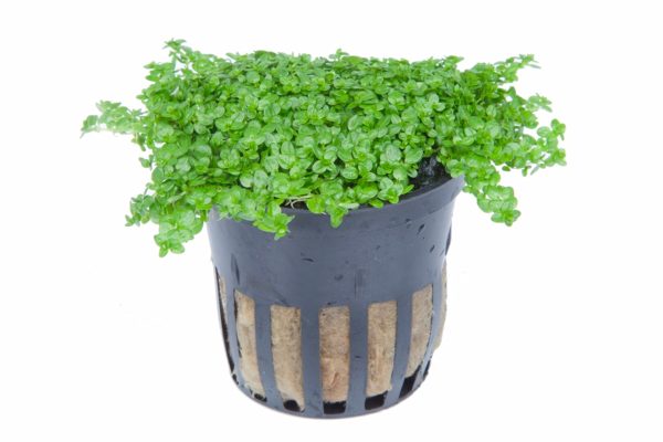 Hemianthus callitrichoides 'Cuba' 5 cm pot
