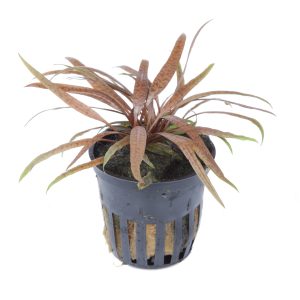Cryptocoryne albida 'Brown' 5 cm pot - Tropica