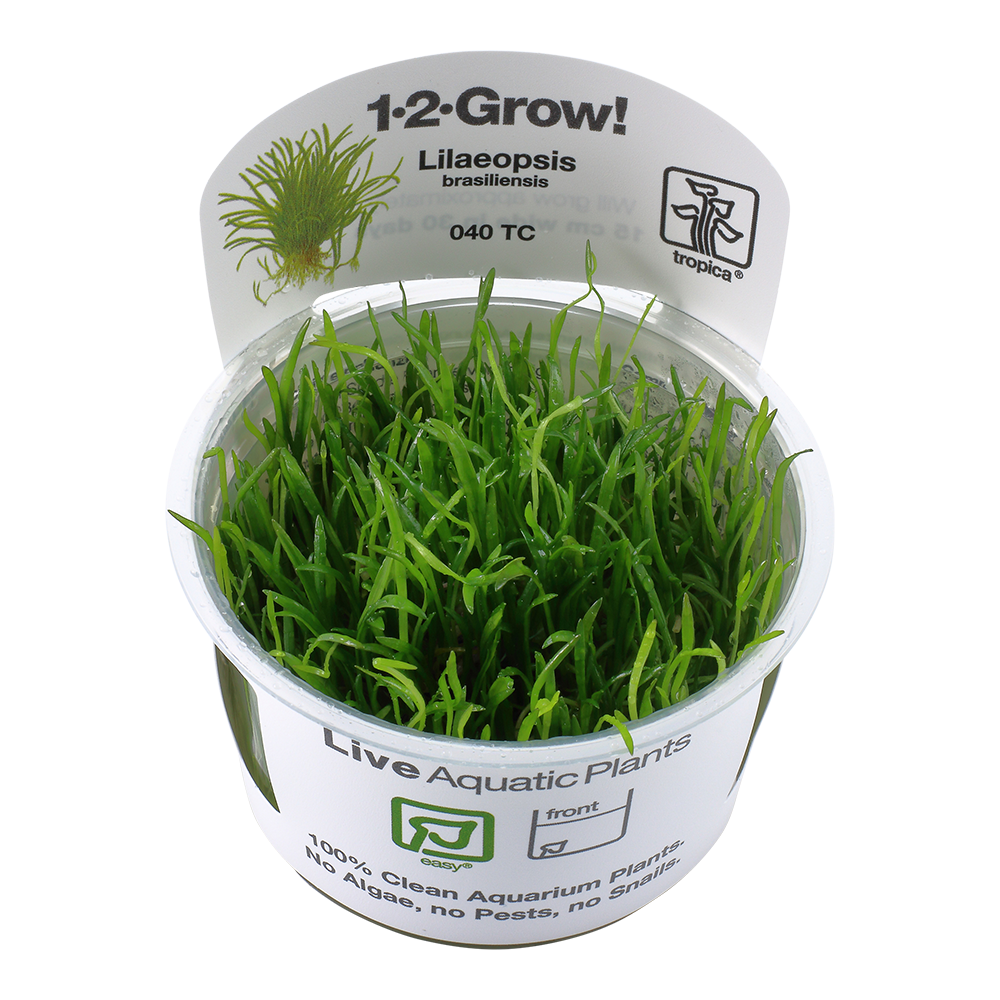 Lilaeopsis brasiliensis 1-2-Grow - Tropica