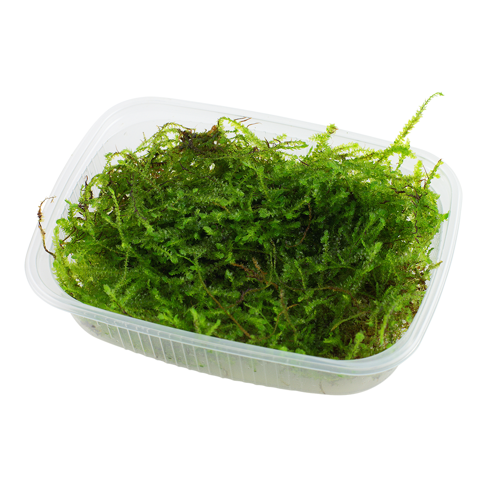 Taxiphyllum barbieri moss portion - 5 gram - 10 gram