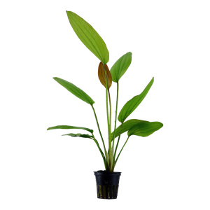 Echinodorus 'Rosé'  5 cm pot - Tropica