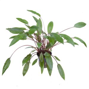 Cryptocoryne beckettii 'Petchii' 5 cm pot - Tropica
