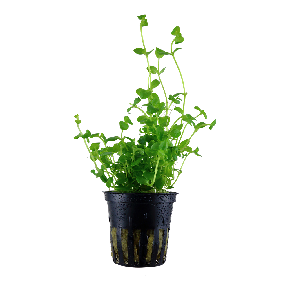 Bacopa australis 5cm pot - Tropica