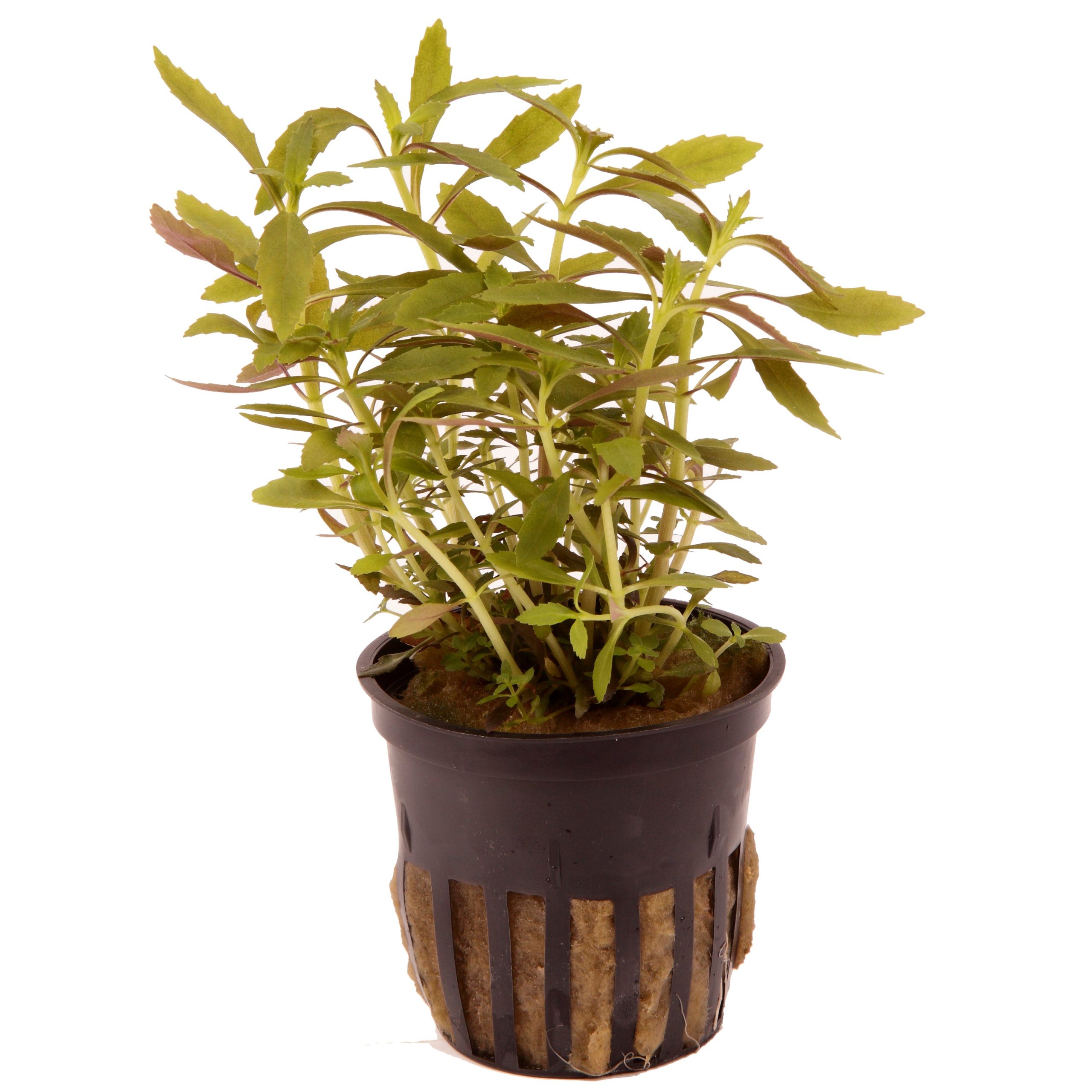 Limnophila hippuridoides 5 cm pot - Tropica