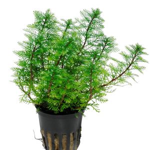 Myriophyllum mattogrossense 5cm pot - Tropica