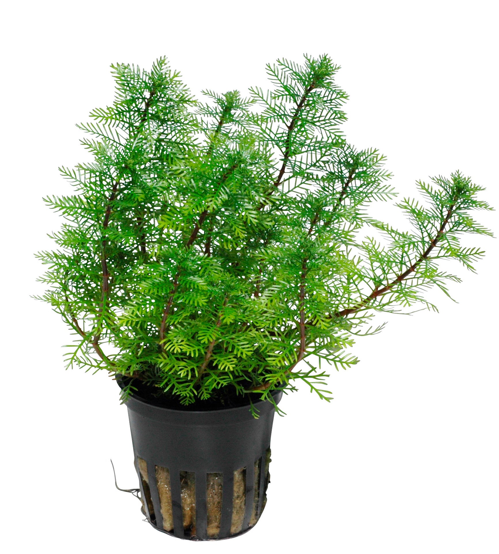 Myriophyllum mattogrossense 5cm pot - Tropica