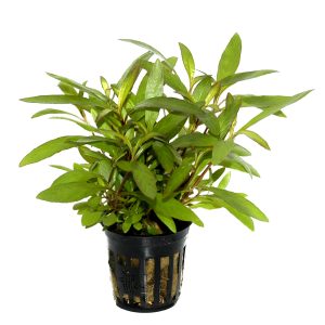 Hygrophila corymbosa 'Siamensis 53B' 5 cm pot - Tropica