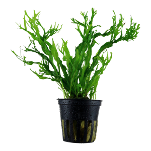 Microsorum pteropus 'Windeløv' 5cm pot - Tropica