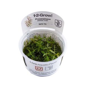 Proserpinaca palustris 'Cuba' 1-2 Grow- Tropica