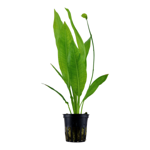 Echinodorus grisebachii 'Bleherae' 5 cm pot - Tropica