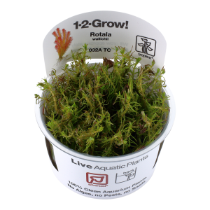 Rotala wallichii 1-2 Grow - Tropica