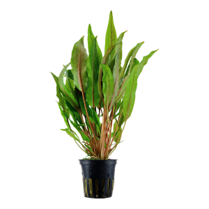 Cryptocoryne undulata 'Broad Leaves' 5 cm pot - Tropica