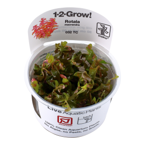 Rotala macrandra 1-2 Grow - Tropica
