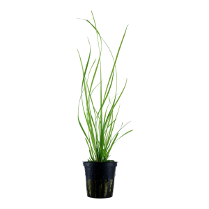 Cyperus helferi 5cm pot - Tropica