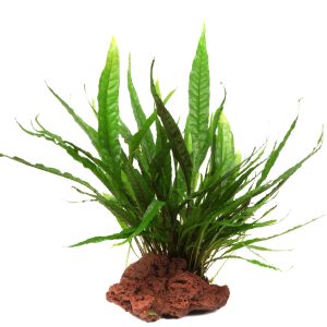 Microsorum pteropus grown on Lava rock- Tropica