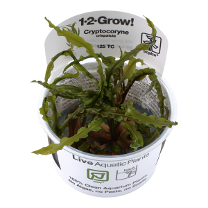 Cryptocoryne crispatula 1-2-Grow - Tropica