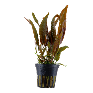 Cryptocoryne usteriana 5 cm pot - Tropica