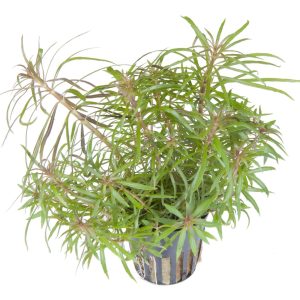 Pogostemon stellatus 5cm pot - Tropica