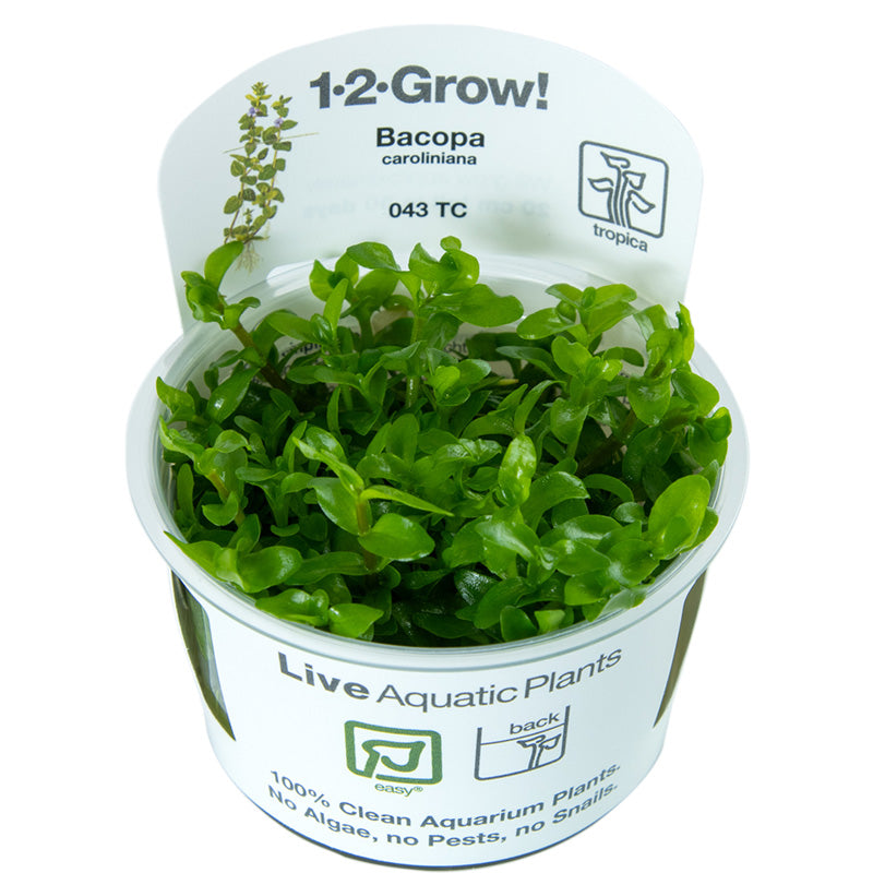 Bacopa caroliniana 1-2-Grow - Tropica