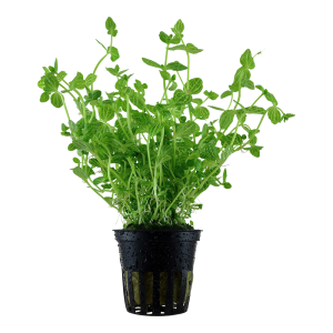 Lindernia rotundifolia 5 cm pot