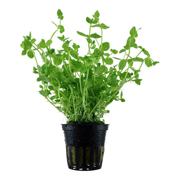 Lindernia rotundifolia 5 cm pot