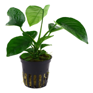 Anubias barteri var. caladiifolia 5cm Pot - Tropica