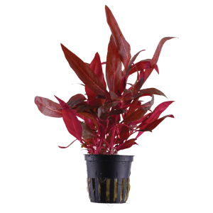 Alternanthera reineckii 'Rosanervig' 5cm Pot - Tropica