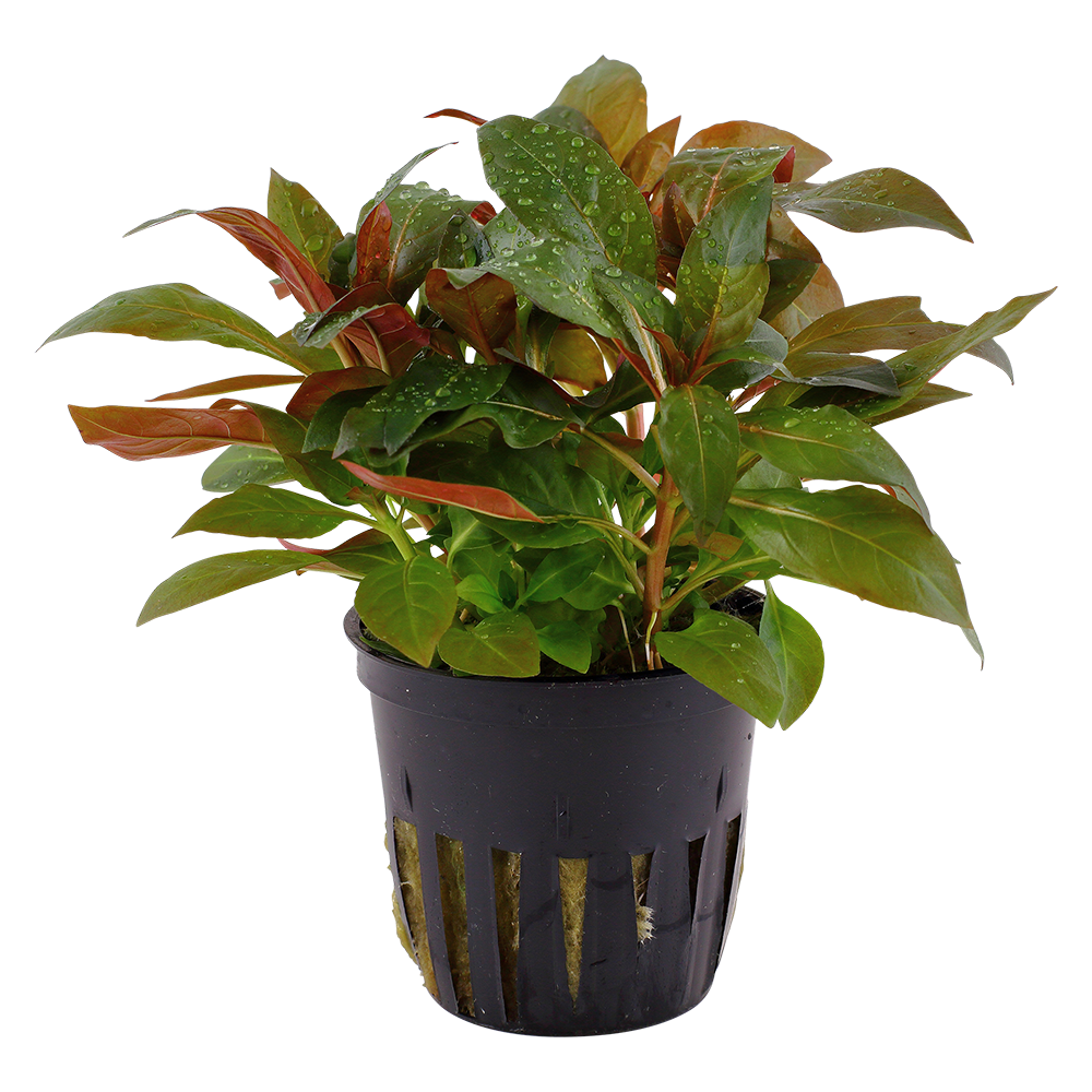 Ludwigia glandulosa 5cm pot - Tropica