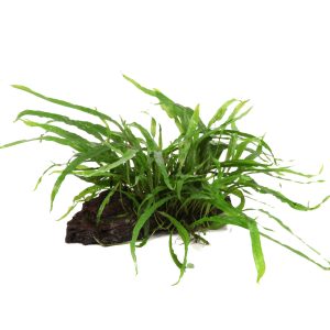 Microsorum pteropus 'Narrow' grown on mangrove wood. - Tropica