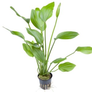 Echinodorus palifolius  5 cm pot - Tropica
